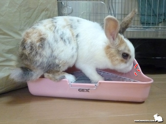 クンクン