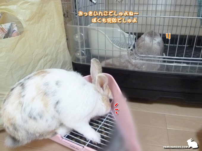 おっきなんこ