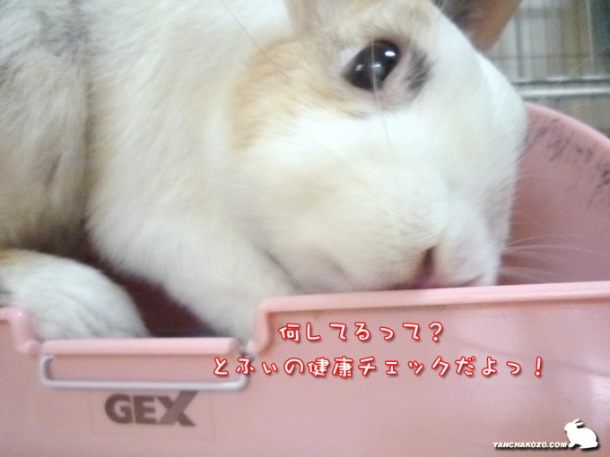 健康チェックだよ