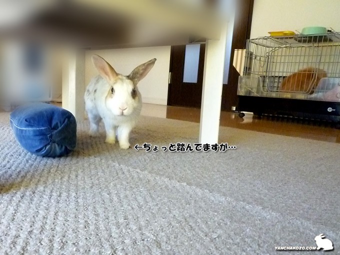 呼ぶと来るかな？