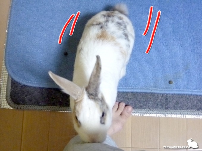 ほら、走って来たよ！
