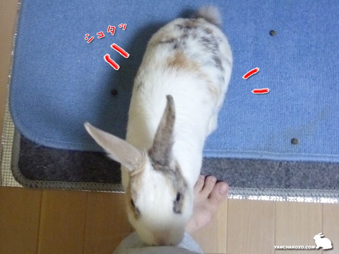 シュタッと止まったよ