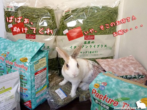 自力で戻れないぷりん