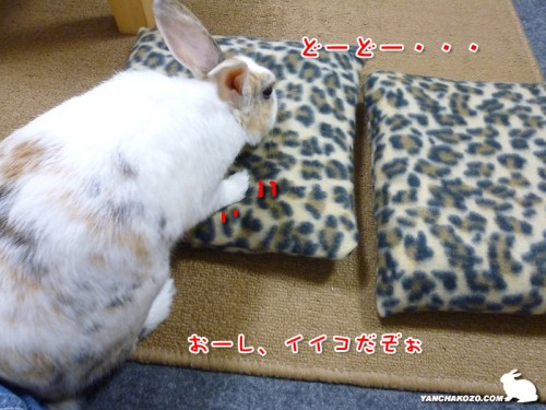 どーどー