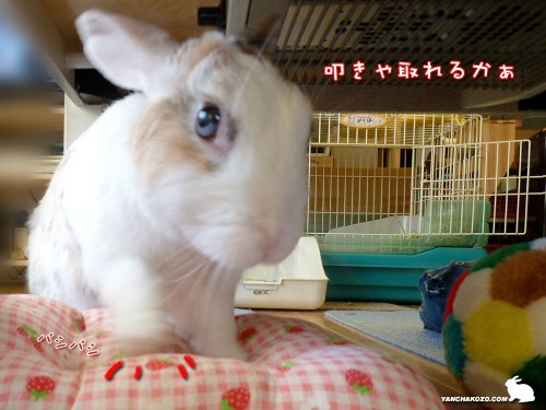 叩いてみた