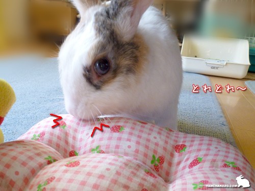 どれどれ…