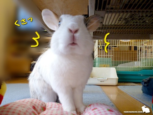 くさっ！