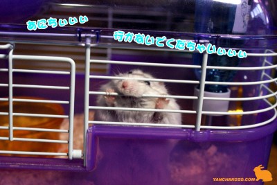 あにちぃぃぃ