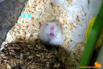 ばぁ！