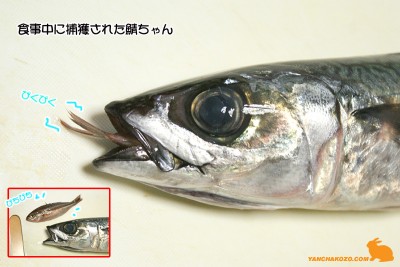 食事中の鯖