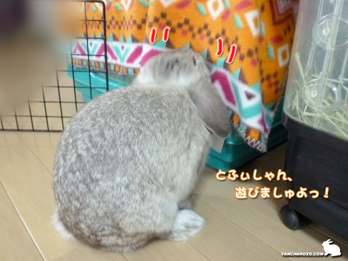 とふぃちゃんを誘う!