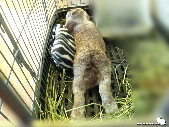 真っ直ぐでしゅけど