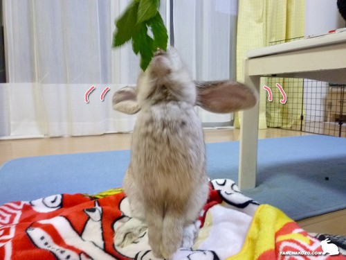 明日葉、待て!
