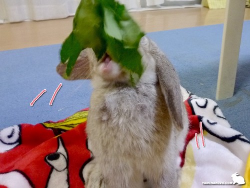 耳ダウン