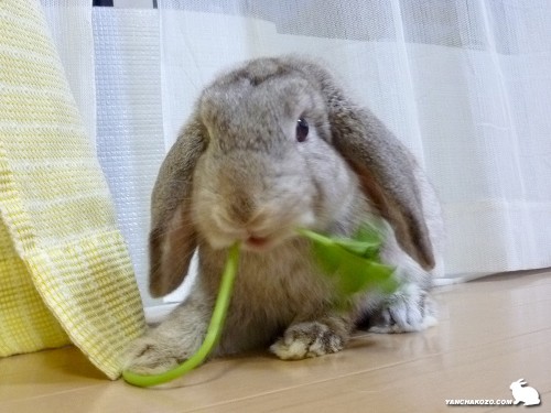 明日葉、うまうま~