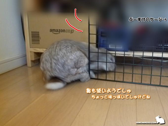 ここから行くでしゅ
