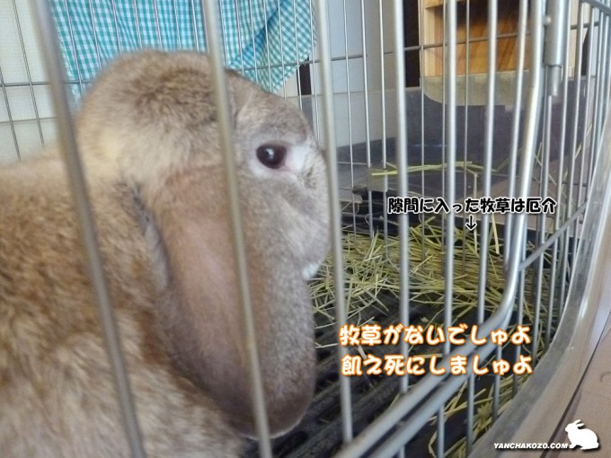 入り込んだ牧草