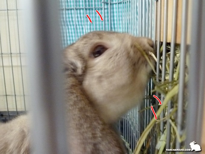パクッとでしゅ