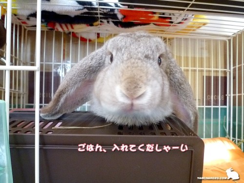 ごはんくだしゃい