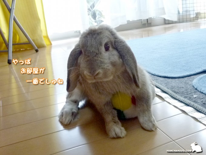 やっぱお部屋でしゅ