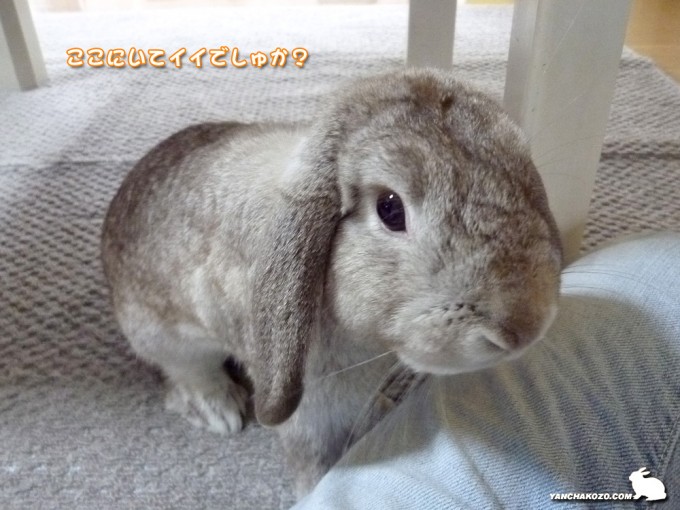 ここにいて、いいでしゅか？