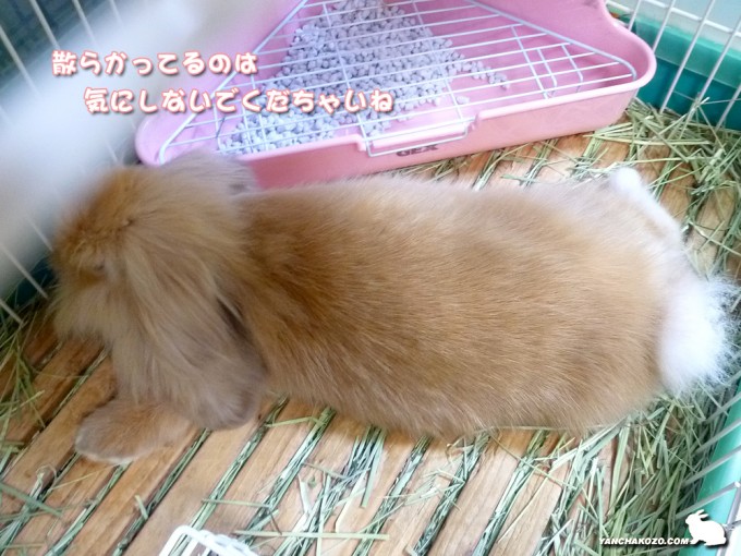 散らかったケージ