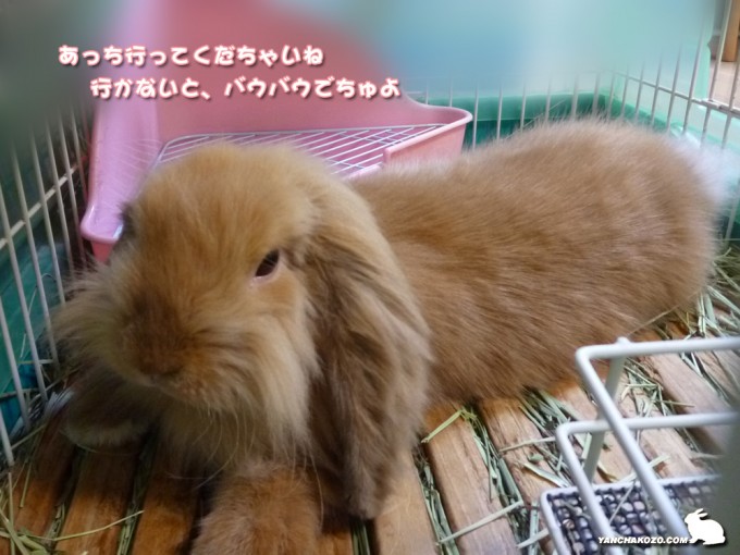 あっち行って！