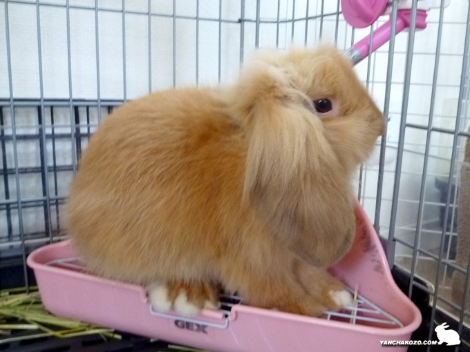 トイレに乗って…