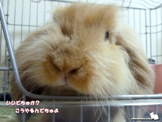 こうやるんでちゅよ