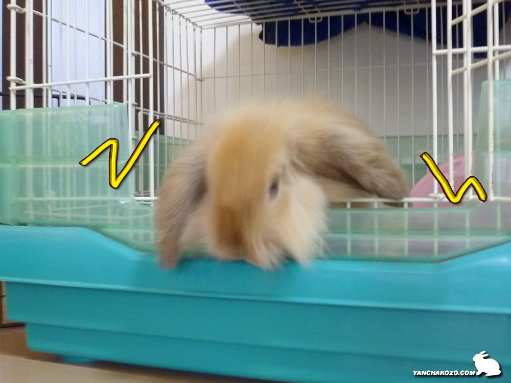 ケージから出られないうさぎ やんちゃ小僧たち
