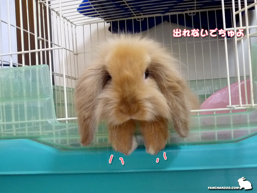 ケージから出られないうさぎ やんちゃ小僧たち