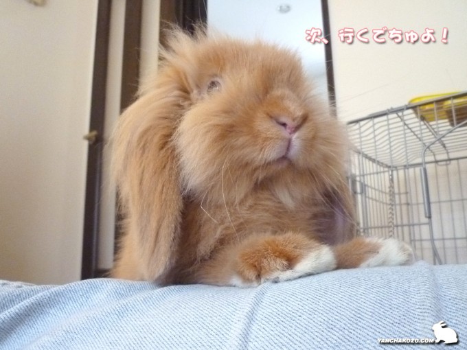 次でちゅ