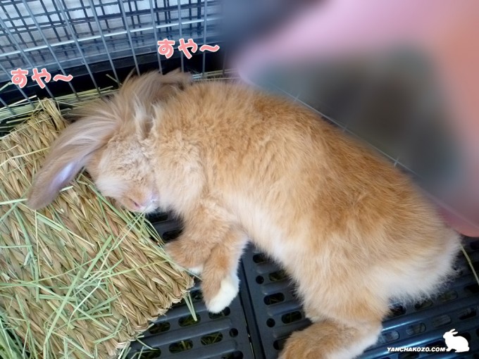 すや～とトフィ