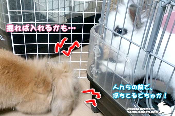 掘ってみる