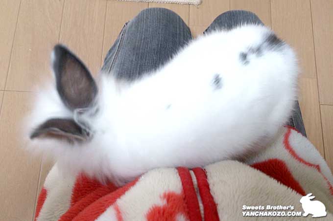 ちびふー