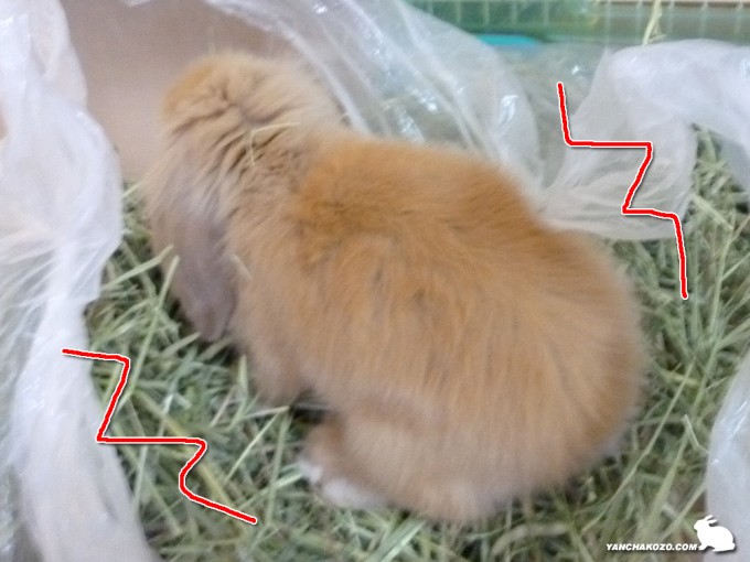 牧草たべるでちゅ