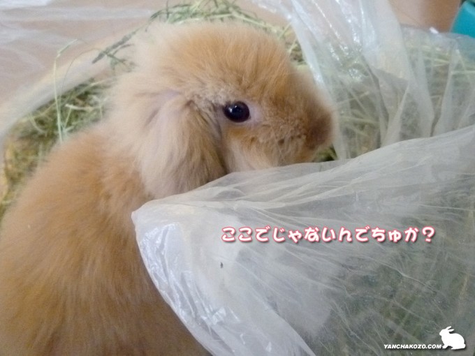 ここじゃだめ?