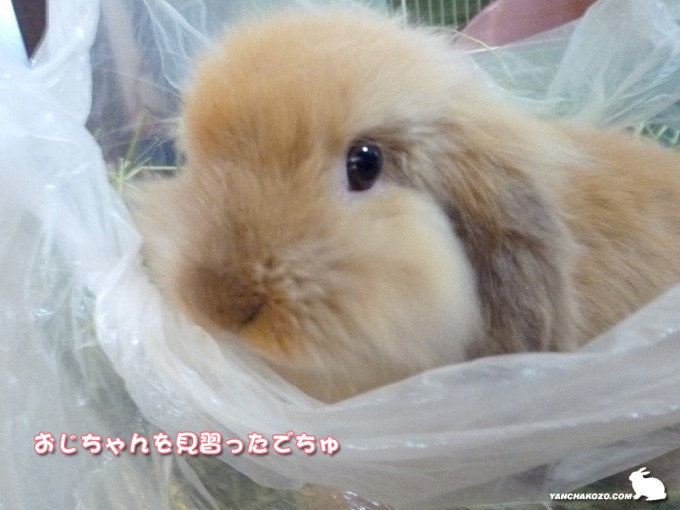 見習ったでちゅ