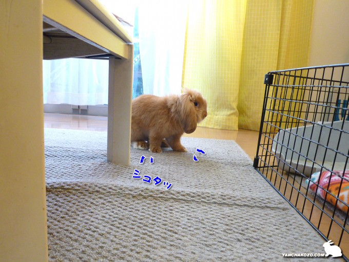 戻って来たでちゅ