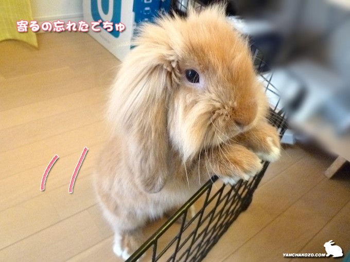 寄っていきまちゅ