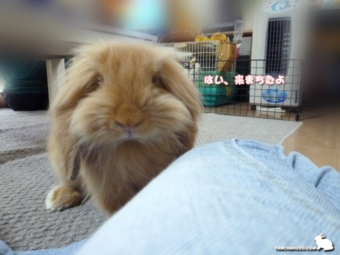 来たでちゅよ