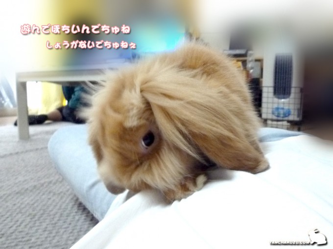 遊んで欲しい?