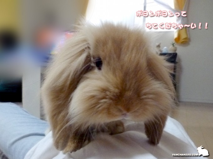 ぽよんぽよん