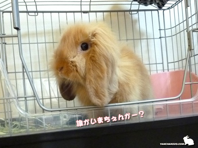 誰かいまちゅかー