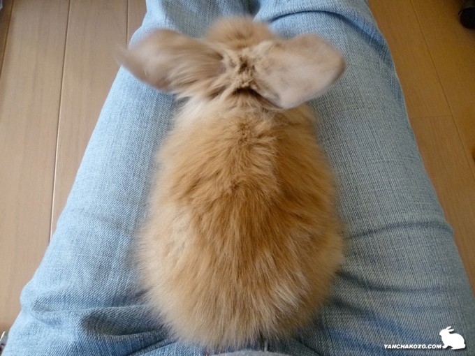 トフィブログデビュー