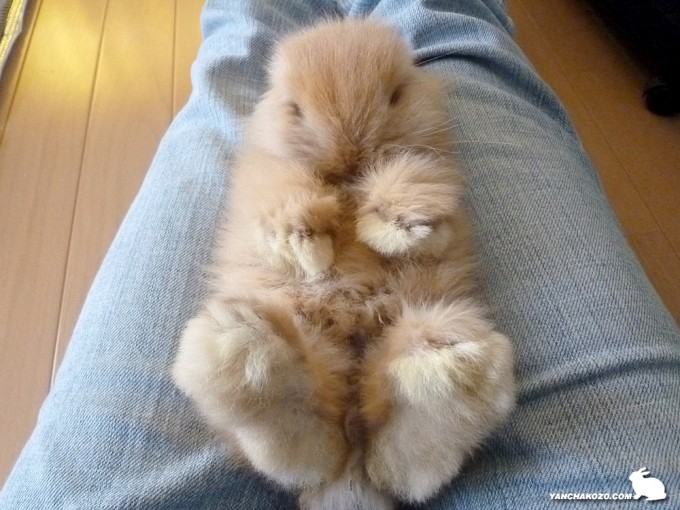 アメファジでちゅ