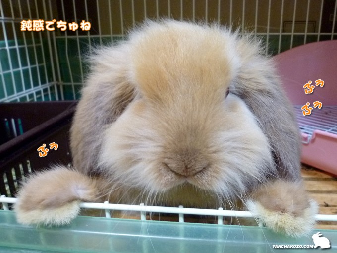 鈍いでちゅね