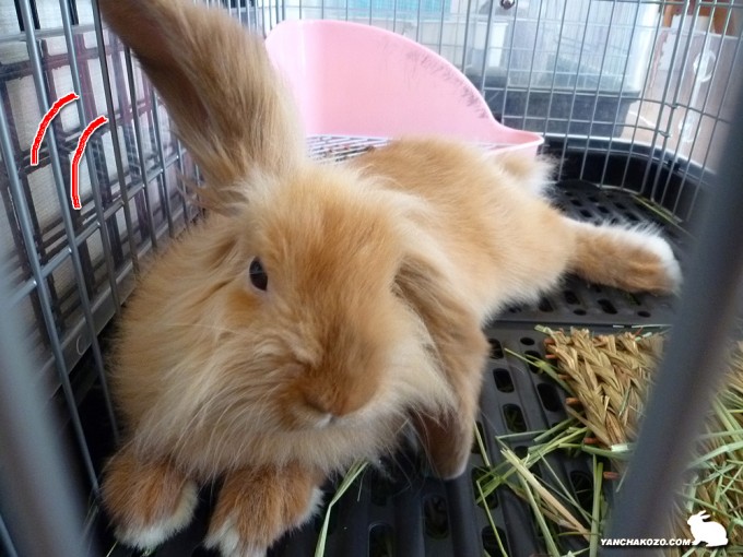 上げまちゅよ！