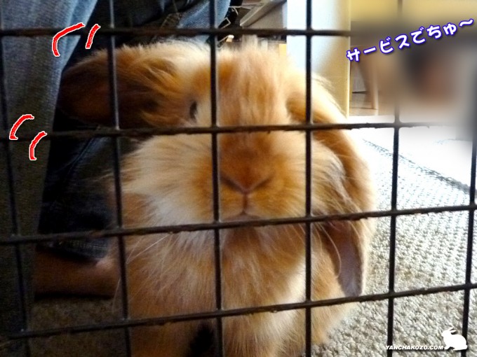 サービスでちゅ