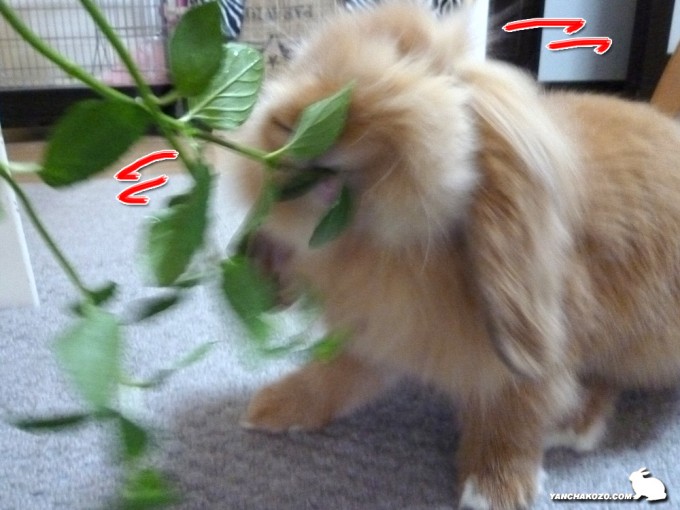 ミントを追って